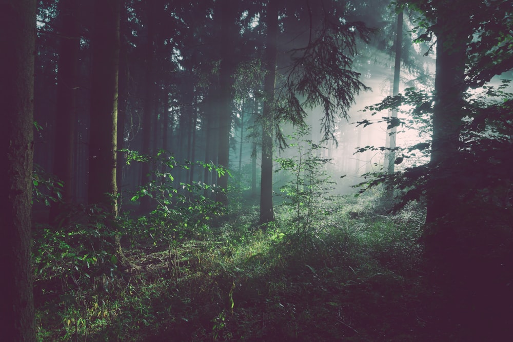 Lush Forest and Environmental Preservation